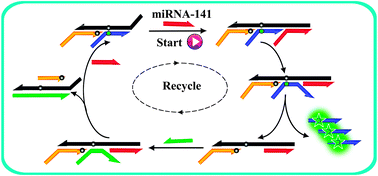 Graphical abstract: A microRNA-activated molecular machine for non-enzymatic target recycling amplification detection of microRNA from cancer cells