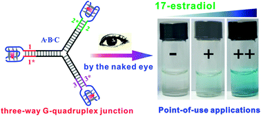 Graphical abstract: A target-induced three-way G-quadruplex junction for 17β-estradiol monitoring with a naked-eye readout