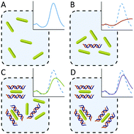 Graphical abstract: A plasmonic nanosensor with inverse sensitivity for circulating cell-free DNA quantification