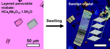 Graphical abstract: Accordion-like swelling of layered perovskite crystals via massive permeation of aqueous solutions into 2D oxide galleries