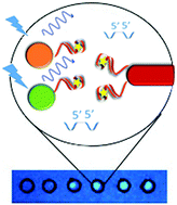 Graphical abstract: Linkage inversion assembled nano-aptasensors (LIANAs) for turn-on fluorescence detection