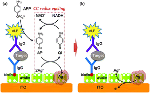 Graphical abstract: Redox cycling-amplified enzymatic Ag deposition and its application in the highly sensitive detection of creatine kinase-MB