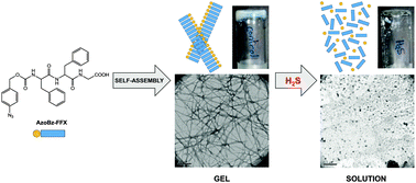Graphical abstract: The rational design of a peptide-based hydrogel responsive to H2S