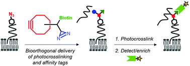 Graphical abstract: A trifunctional cyclooctyne for modifying azide-labeled biomolecules with photocrosslinking and affinity tags