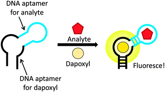 Graphical abstract: Light-up fluorophore–DNA aptamer pair for label-free turn-on aptamer sensors