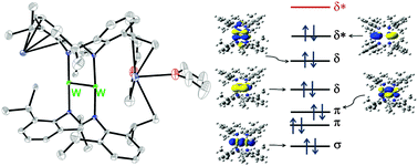 Graphical abstract: Unprecedented W2(0) quadruply bonded complex supported by π-donor ligands