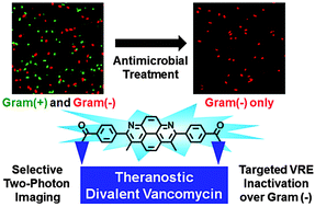Graphical abstract: Glycopeptide antibiotic analogs for selective inactivation and two-photon imaging of vancomycin-resistant strains