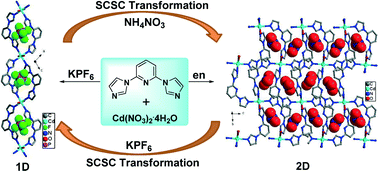 Graphical abstract: Anion triggered and solvent assisted structural diversity and reversible single-crystal-to-single-crystal (SCSC) transformation between 1D and 2D coordination polymers