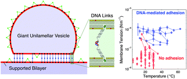 Graphical abstract: Direct measurement of DNA-mediated adhesion between lipid bilayers