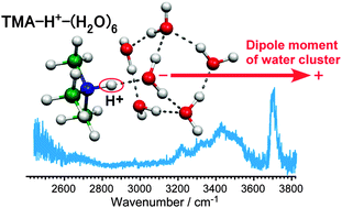 Graphical abstract: An infrared spectroscopic and theoretical study on (CH3)3N–H+–(H2O)n, n = 1–22: highly polarized hydrogen bond networks of hydrated clusters