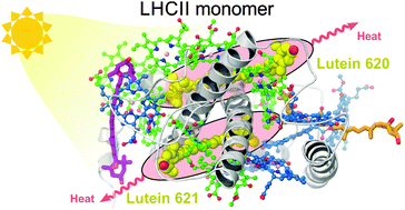 Graphical abstract: An ‘all pigment’ model of excitation quenching in LHCII