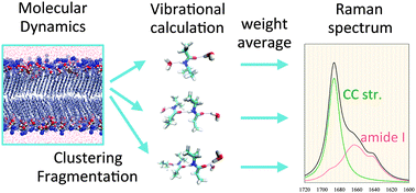 Graphical abstract: A weight averaged approach for predicting amide vibrational bands of a sphingomyelin bilayer