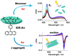 Graphical abstract: Excited-state dynamics of Si–rhodamine and its aggregates: versatile fluorophores for NIR absorption