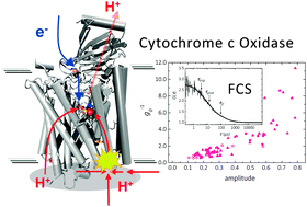 Graphical abstract: A simulation-guided fluorescence correlation spectroscopy tool to investigate the protonation dynamics of cytochrome c oxidase