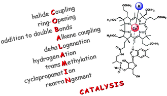 Graphical abstract: Vitamin B12 catalysed reactions