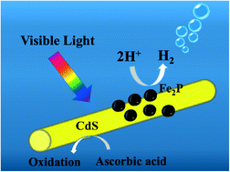 Graphical abstract: Enhanced photocatalytic hydrogen production in water under visible light using noble metal-free ferrous phosphide as an active cocatalyst