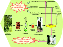 Graphical abstract: Anti-allergic and anti-inflammatory properties of Zizyphus mauritiana root bark