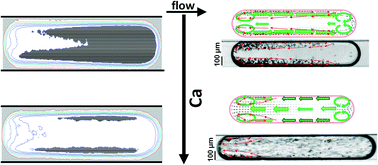 Graphical abstract: Flow field induced particle accumulation inside droplets in rectangular channels