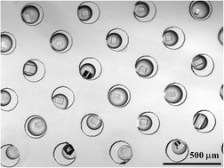 Graphical abstract: A flow-free droplet-based device for high throughput polymorphic crystallization
