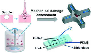 Graphical abstract: Microfluidic assessment of mechanical cell damage by extensional stress