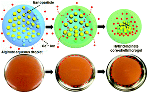 Graphical abstract: Formation of hybrid core–shell microgels induced by autonomous unidirectional migration of nanoparticles