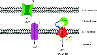 Graphical abstract: The capability of Pseudomonas aeruginosa to recruit zinc under conditions of limited metal availability is affected by inactivation of the ZnuABC transporter