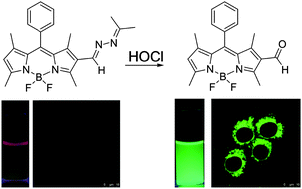 Graphical abstract: A turn-on fluorescent probe for hypochlorous acid based on HOCl-promoted removal of the C [[double bond, length as m-dash]] N bond in BODIPY-hydrazone