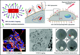 Multifunctional gold nanorods for selective plasmonic photothermal