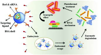Graphical abstract: A novel albumin nanocomplex containing both small interfering RNA and gold nanorods for synergetic anticancer therapy