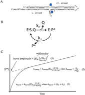 Graphical abstract: Real-time investigation of human topoisomerase I reaction kinetics using an optical sensor: a fast method for drug screening and determination of active enzyme concentrations