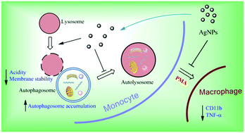 Graphical abstract: Silver nanoparticles impede phorbol myristate acetate-induced monocyte–macrophage differentiation and autophagy