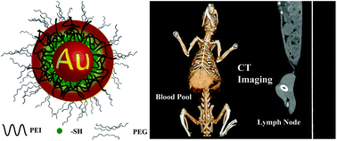 Graphical abstract: Ultrastable polyethyleneimine-stabilized gold nanoparticles modified with polyethylene glycol for blood pool, lymph node and tumor CT imaging
