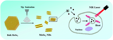 Graphical abstract: Aqueous phase preparation of ultrasmall MoSe2 nanodots for efficient photothermal therapy of cancer cells