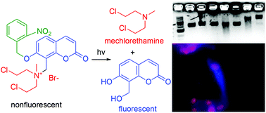 Graphical abstract: Photo-triggered fluorescent theranostic prodrugs as DNA alkylating agents for mechlorethamine release and spatiotemporal monitoring