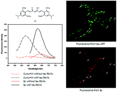 Graphical abstract: A curcumin-based molecular probe for near-infrared fluorescence imaging of tau fibrils in Alzheimer's disease