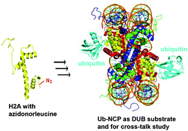 Graphical abstract: Semisynthetic UbH2A reveals different activities of deubiquitinases and inhibitory effects of H2A K119 ubiquitination on H3K36 methylation in mononucleosomes