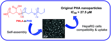Graphical abstract: Polyhydroxyalkanoate-based amphiphilic diblock copolymers as original biocompatible nanovectors