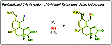 Graphical abstract: Pd(ii)-catalyzed β-C–H arylation of O-methyl ketoximes with iodoarenes