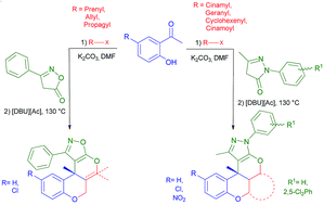 Graphical abstract: A domino synthetic approach for new, angular pyrazol- and isoxazol-heterocycles using [DBU][Ac] as an effective reaction medium