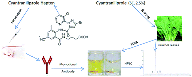 Graphical abstract: Development of a monoclonal antibody-based ELISA for the detection of the novel insecticide cyantraniliprole