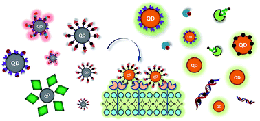 Graphical abstract: Recent progress in quantum dot based sensors