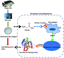 Graphical abstract: Hydrolyzed tilapia fish collagen modulates the biological behavior of macrophages under inflammatory conditions