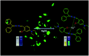 Graphical abstract: A colorimetric and turn-on fluorescent chemosensor for selective detection of Hg2+: theoretical studies and intracellular applications