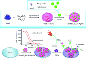 Graphical abstract: A cathodic luminol-based electrochemiluminescence biosensor for detecting cholesterol using 3D-MoS2–PANI nanoflowers and Ag nanocubes for signal enhancement