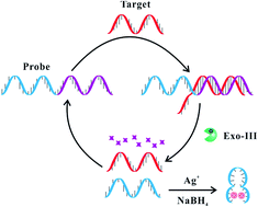 Graphical abstract: A novel linear molecular beacon based on DNA-scaffolded silver nanocluster for DNA detection via exonuclease III-assisted cyclic amplification