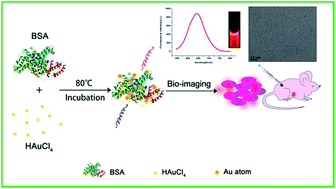 Graphical abstract: One-step facile synthesis of fluorescent gold nanoclusters for rapid bio-imaging of cancer cells and small animals