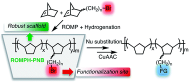 Graphical abstract: Poly(ω-bromoalkylnorbornenes-co-norbornene) by ROMP-hydrogenation: a robust support amenable to post-polymerization functionalization