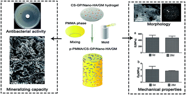 Graphical abstract: Beneficial effects of biomimetic nano-sized hydroxyapatite/antibiotic gentamicin enriched chitosan–glycerophosphate hydrogel on the performance of injectable polymethylmethacrylate