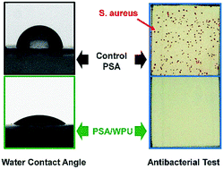 Graphical abstract: A novel non-releasing antibacterial poly(styrene-acrylate)/waterborne polyurethane composite containing gemini quaternary ammonium salt