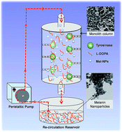 Graphical abstract: On-column enzymatic synthesis of melanin nanoparticles using cryogenic poly(AAM-co-AGE) monolith and its free radical scavenging and electro-catalytic properties